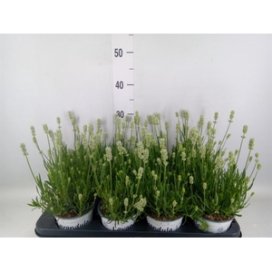 Lavandula interm. 'Edelweiss'