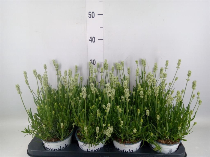 <h4>Lavandula interm. 'Edelweiss'</h4>