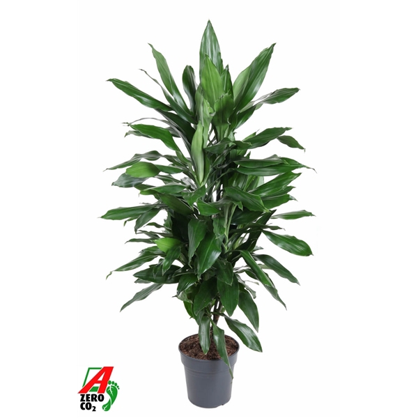 <h4>Dracaena Janet Lind vertakt P21</h4>
