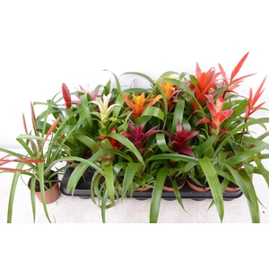BROMELIA GEM 15 SRT