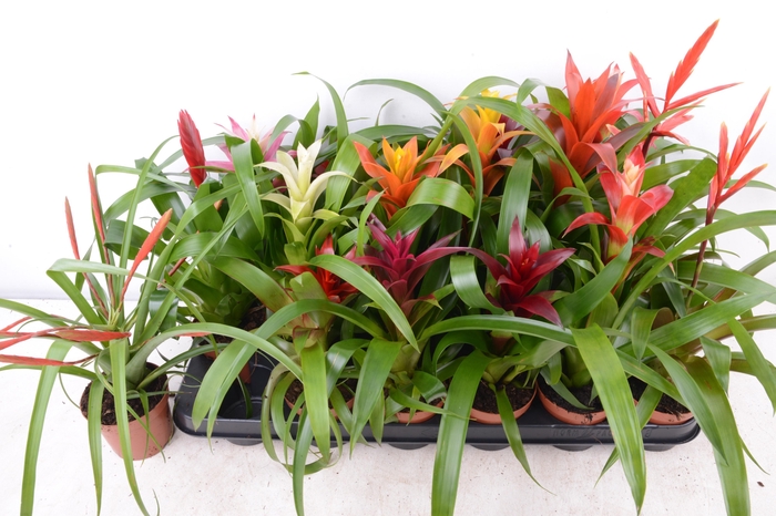 <h4>BROMELIA GEM 15 SRT</h4>