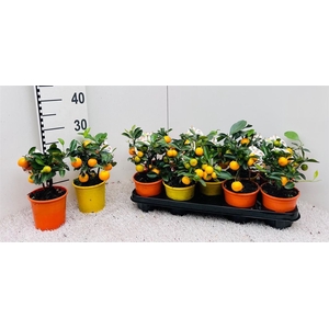 Citrus Mix Calamondin mini-bush (s3)