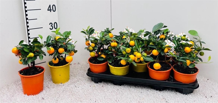 <h4>Citrus Mix Calamondin mini-bush (s3)</h4>