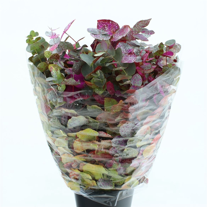 <h4>Euca Klb Cinerea Picasso 200 Gram</h4>