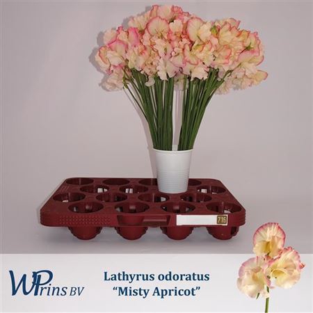 <h4>Lathyrus Mist Apricot</h4>