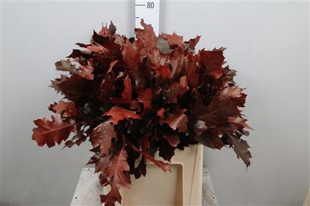 <h4>Querc Rub Klb Rood</h4>