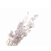 Lunaria Lilac