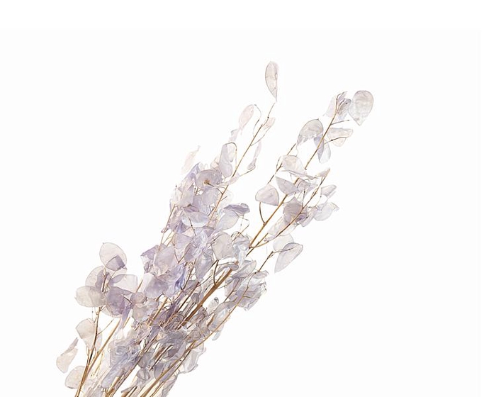 Lunaria Lilac