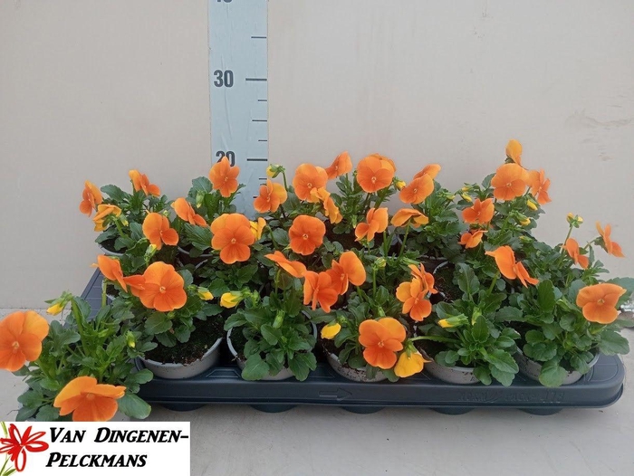 <h4>VIOLA CORNUTA TW ORANGE</h4>