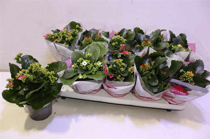 <h4>Kal En Gem 6 Kl</h4>