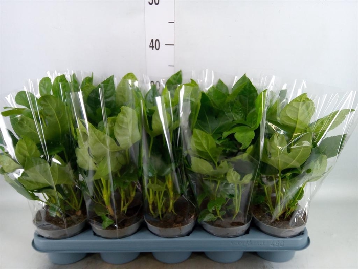 <h4>Fatsia japonica ...</h4>