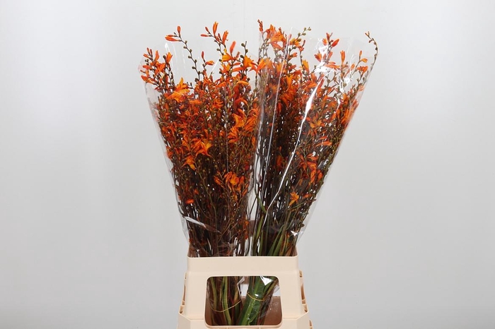 <h4>Crocosmia Mckenzie</h4>