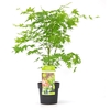 Acer palm. 'Going Green'® C3