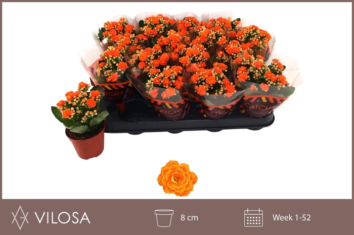 <h4>KAL GE HAWN ORANGE</h4>