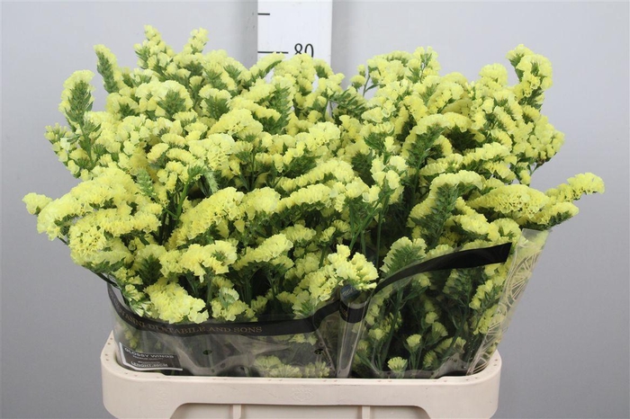 <h4>Lim S Glossy Wings</h4>