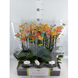 Phalaenopsis multi. 'Paprika'