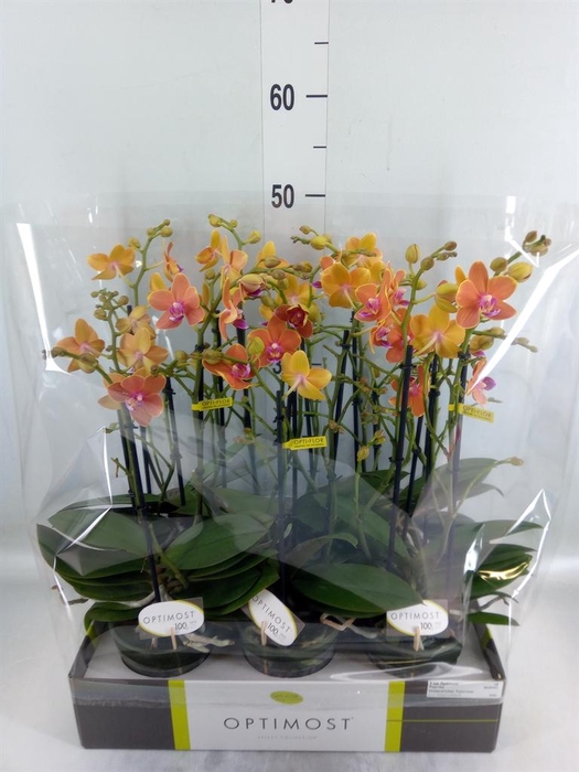 <h4>Phalaenopsis multi. 'Paprika'</h4>