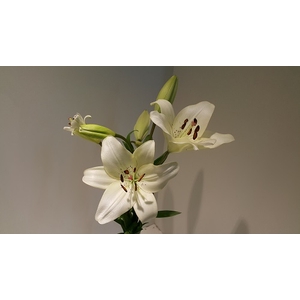Lilium LA White 3+ buds