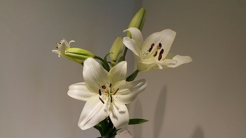 <h4>Lilium LA White 3+ buds</h4>