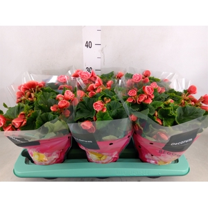 Begonia elat. DU 'Borias'