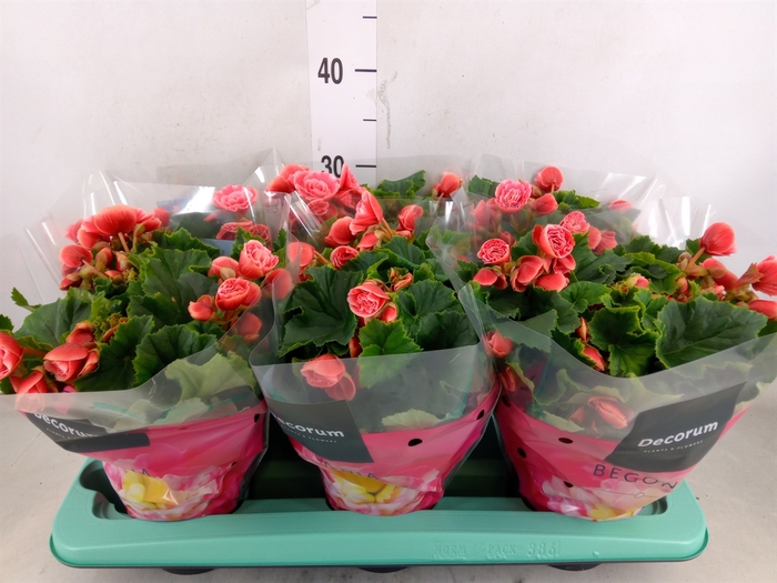 <h4>Begonia elat. DU 'Borias'</h4>