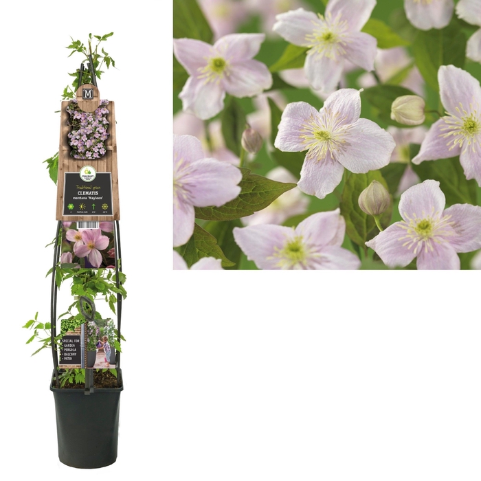 Clematis montana 'Mayleen' 3.0 label C5