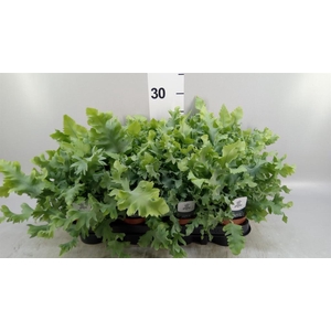 Phlebodium aureum 'Davana'