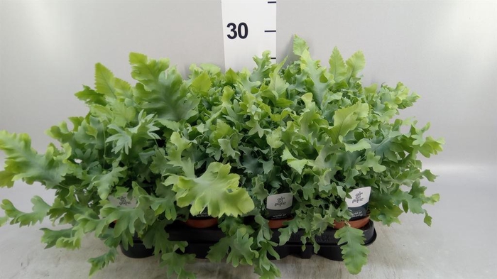 <h4>Phlebodium aureum 'Davana'</h4>
