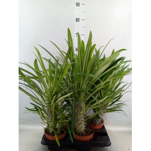 Pachypodium lamerei