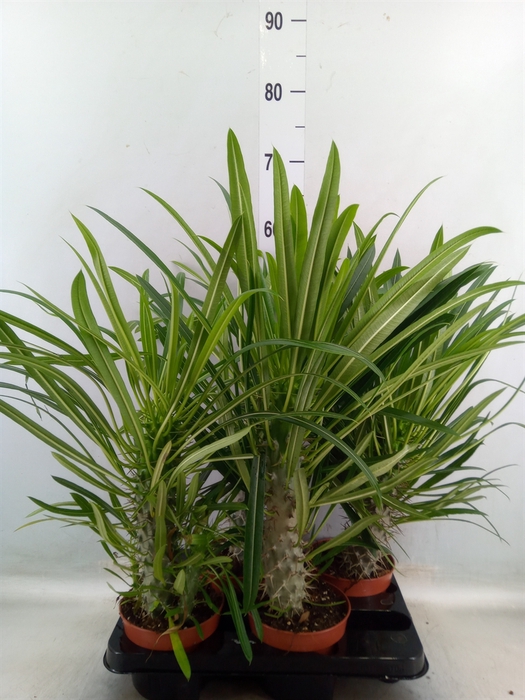 <h4>Pachypodium lamerei</h4>