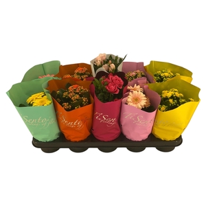 KAMERPL BLOEIEND GEM