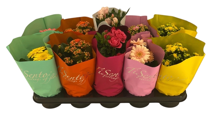 <h4>KAMERPL BLOEIEND GEM</h4>