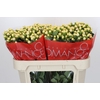 Hypericum Cool Romance