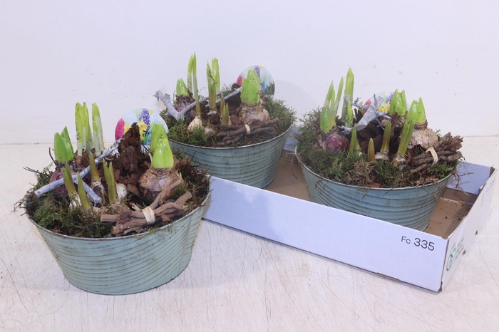 <h4>ARR BOL KNOLGEWAS</h4>