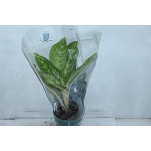 AGLAONEMA BRILLIANT BEAUTY P17