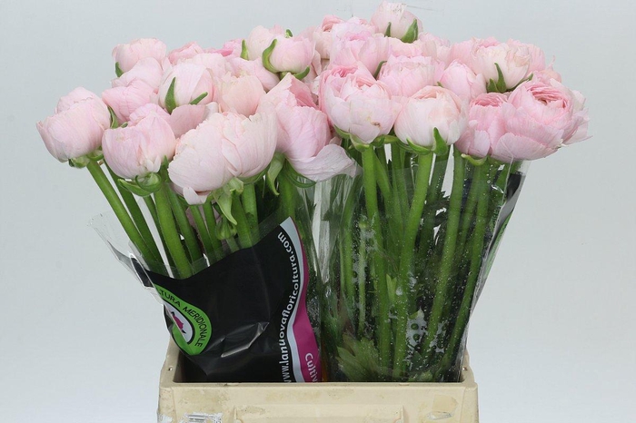 <h4>Ranunculus Clooney Favola</h4>