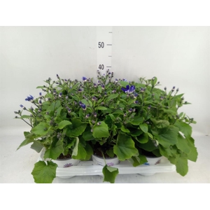 Pericallis cr. 'Senetti Violet Bic'