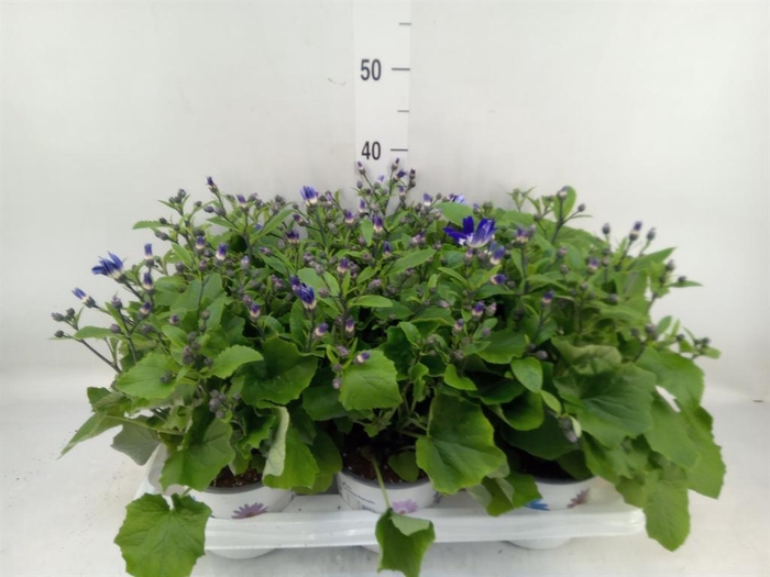 <h4>Pericallis cr. 'Senetti Violet Bic'</h4>