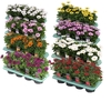 Osteospermum mixkar met 2 lagen specialties Decorum