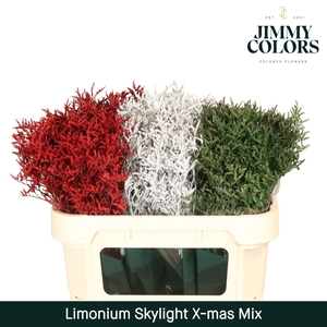 Limonium Skylight L70 X-mas mix