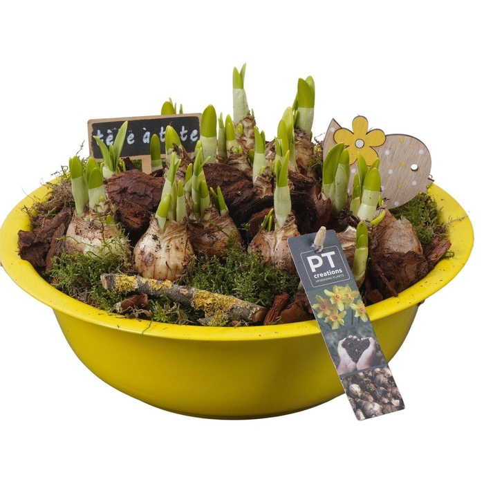 <h4>Arr. Narcissus Tete Tete L%</h4>