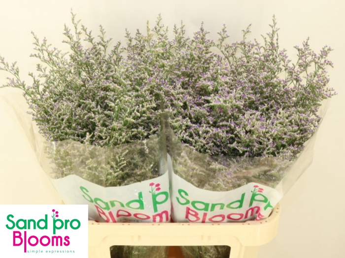 <h4>LIM MISTY BLUE</h4>