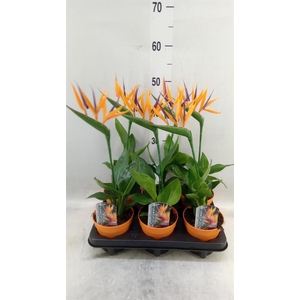 Arr.  Strelitzia L%