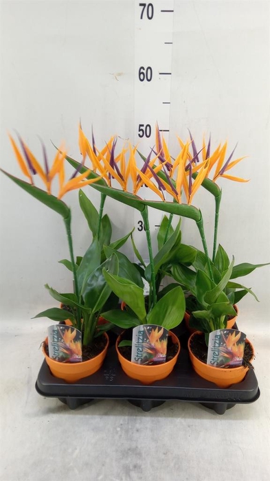 <h4>Arr.  Strelitzia L%</h4>