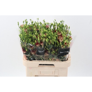 Eus E Bohemian Choco