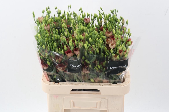 <h4>Eus E Bohemian Choco</h4>