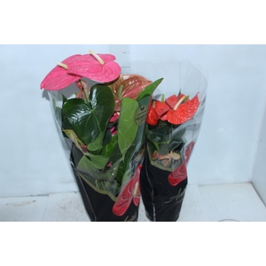 ANTHURIUM VARIADO P17 PREMIUM