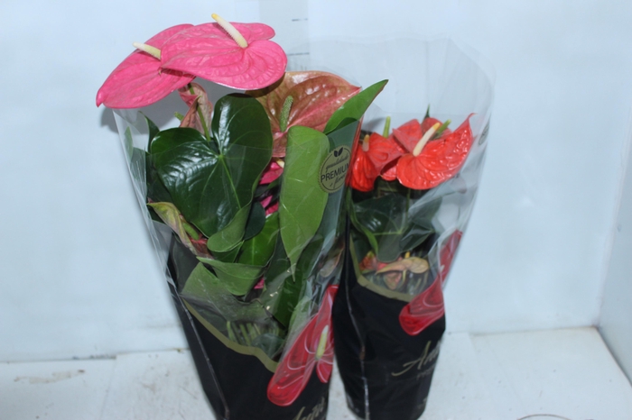 <h4>ANTHURIUM VARIADO P17 PREMIUM</h4>