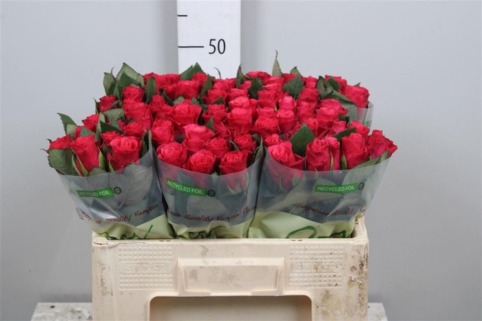 <h4>R Gr Tacazzi+</h4>