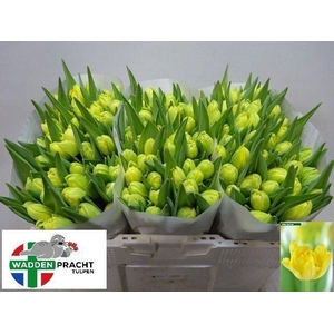 TU DU YELLO MARGARIT